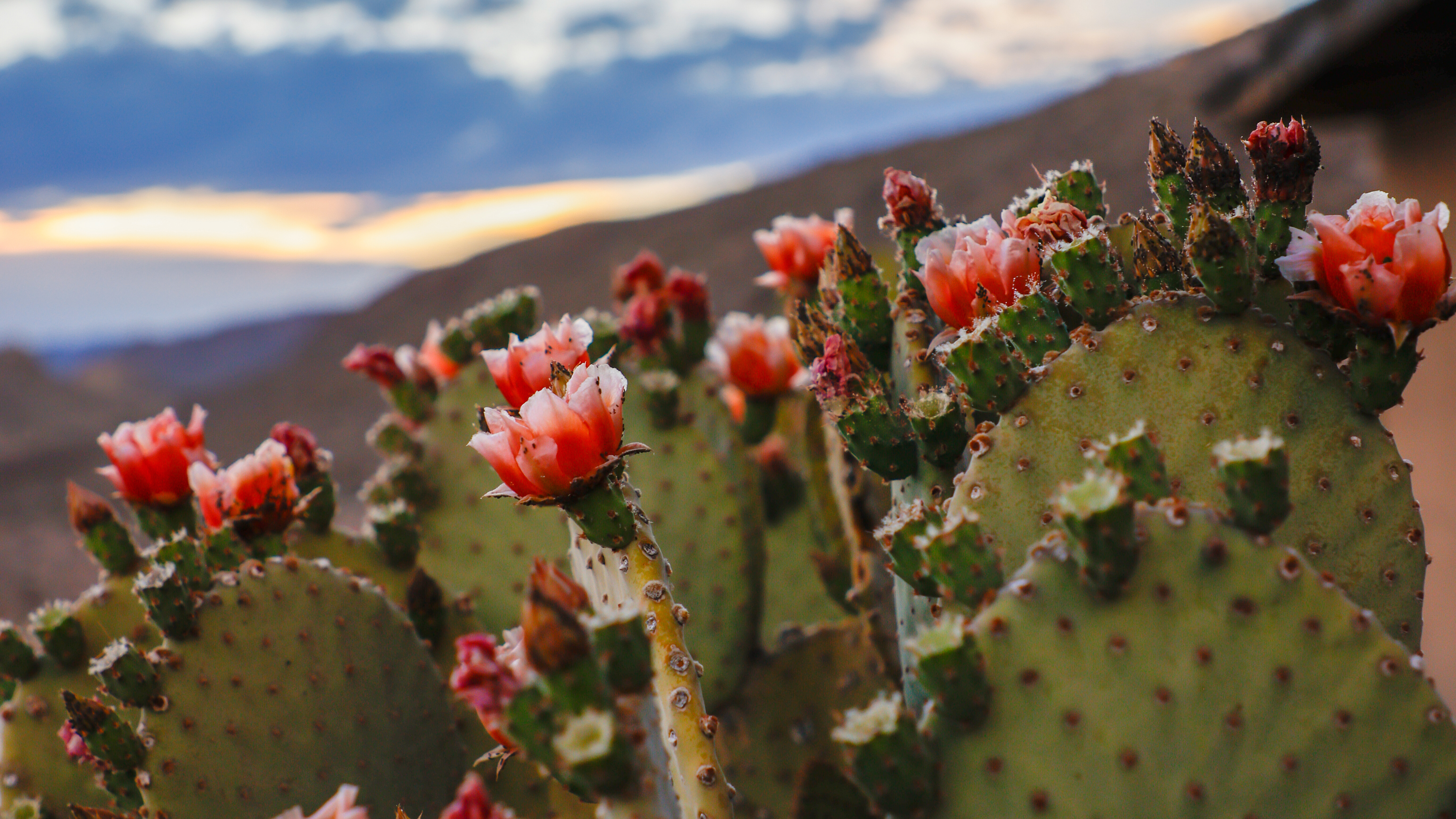 Photography by Rebecca Boone.