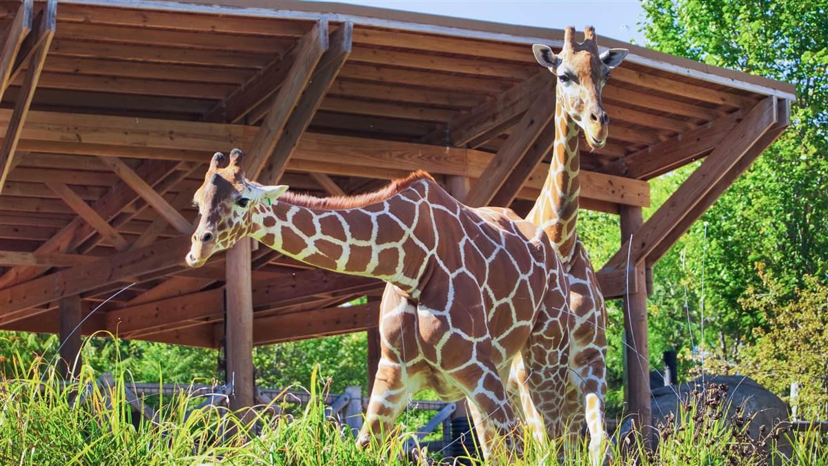 The Henry Doorly Zoo is one of the best in the world