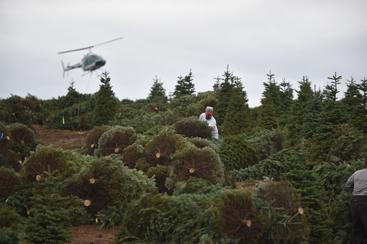 Helicopter operations are deployed for efficiency at Noble Mountain Tree Farm to aerially harvest thousands of Noble and Douglas fir trees in Salem, Oregon Nov. 2. Photo by David Tulis.