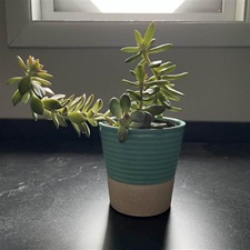  I recommend starting with succulents because they are low maintenance and thrive in many conditions, including indoors. I’ve had great luck with them, and they are beautiful!