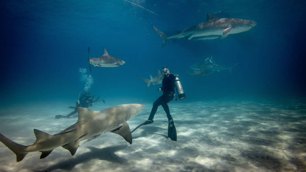 SharkWeek is every week here at Shark Reef Aquarium. From the