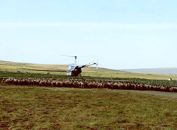 Olson uses his R22 to herd reindeer in western Alaska's Seward Peninsula.