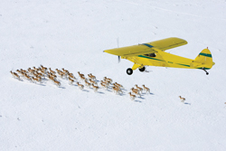 Tracking animals from the air