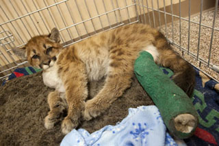 injured mountain lion