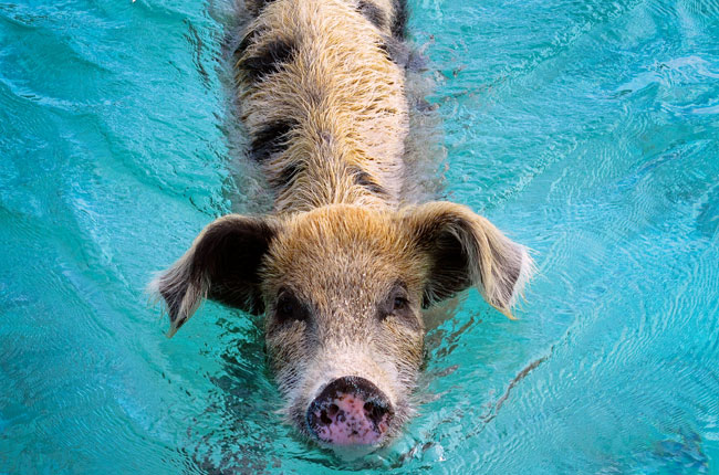 Pig swimming