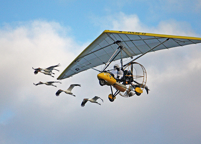 Operation Migration needs new aircraft to continue leading endangered whooping cranes on annual migrations. Photo courtesy Operation Migration.