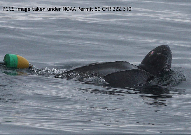 The Leatherback sea turtle was rescued July 6, the day after NOAA 57 conducted an impromptu search.
