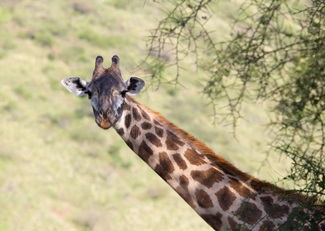 A giraffe takes a look at passing tourists in Tsavo East National Park, Kenya.
