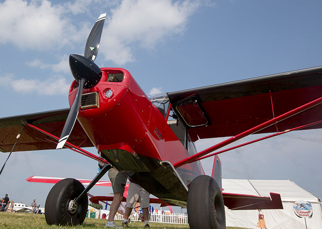 The American Champion Denali Scout has big paws.