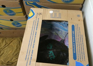 Turtles rescued in Massachusetts are transported in banana boxes to facilities able to rehabilitate them. Photo courtesy of Leslie Weinstein. 