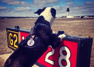 Piper on patrol at Cherry Capital Airport in Traverse City, Michigan. Photo by Brian Edwards.