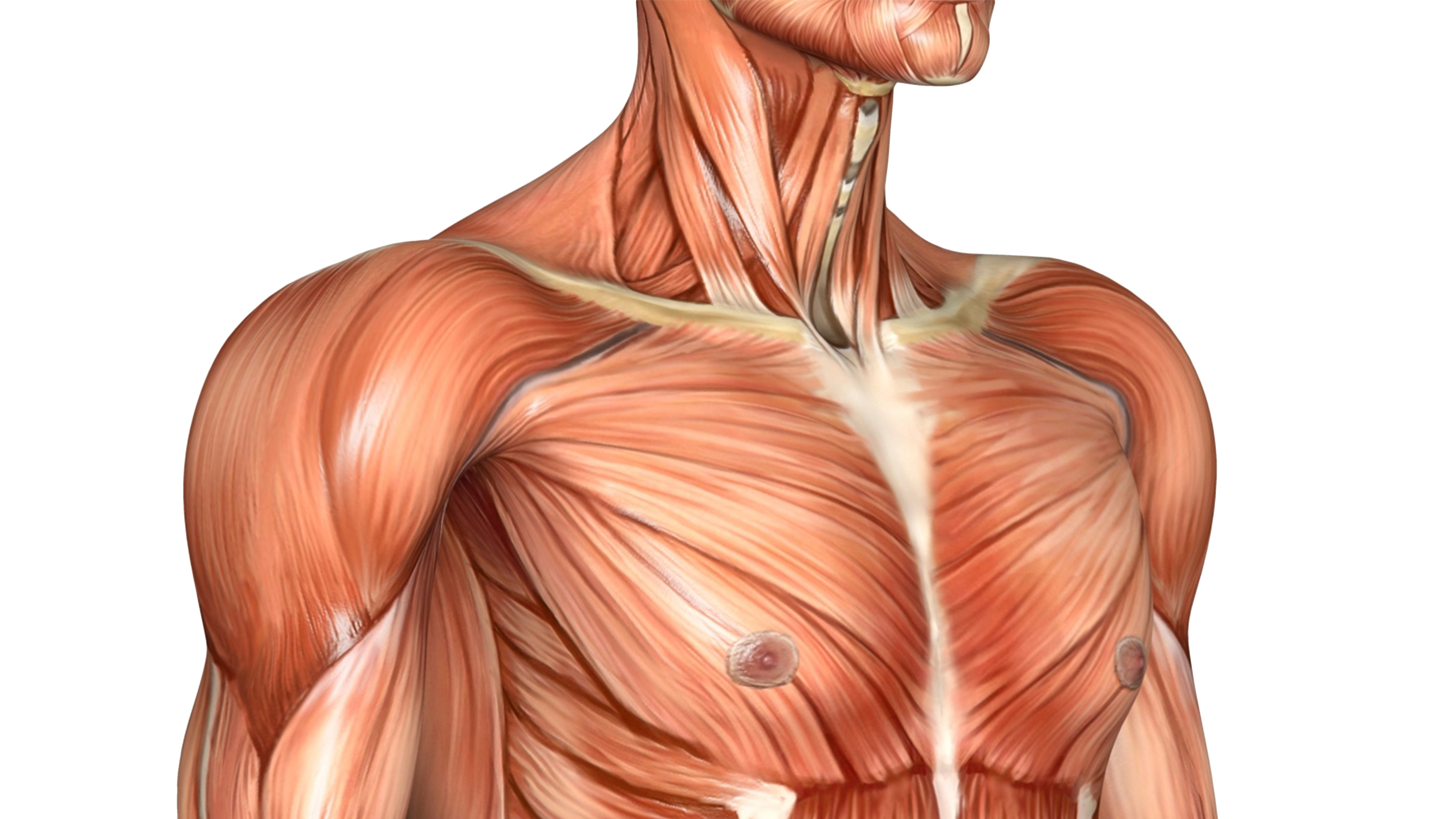 musculoskeletal conditions aopa